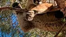 Seekor singa gunung ditemukan di atas pohon halaman belakang sebuah rumah di San Bernardino County, California, 16 Februari 2019. Singa itu bertengger di cabang setinggi sekitar 15 meter. (Rick Fischer/California Department of Fish & Wildlife via AP)