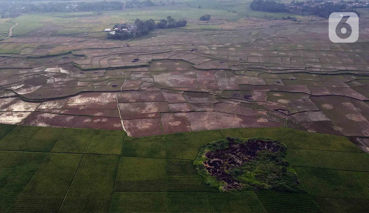 Kondisi areal persawahan yang mengering akibat surutnya debit air di aliran sungai di Bendung Cipamingkis, Jonggol, Kabupaten Bogor. (merdeka.com/imam buhori)