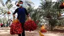 Seorang buruh tani membawa kurma di sebuah ladang di Deir el-Balah, Jalur Gaza pada 1 Oktober 2020. Musim panen kurma biasanya dimulai awal Oktober, setelah musim hujan pertama. (AP Photo/Adel Hana)