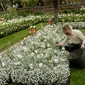 Sebuah tim telah menghabiskan 18 pekan untuk menanam berbagai bunga, seperti mawar putih, tulip, dan bunga-bunga kesukaan Putri Diana lainnya di The White Garden, London, Kamis (13/4). (AP Photo / Matt Dunham)