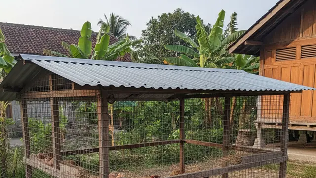 Contoh Kandang Ayam Petelur Skala Kecil Rumahan. AI