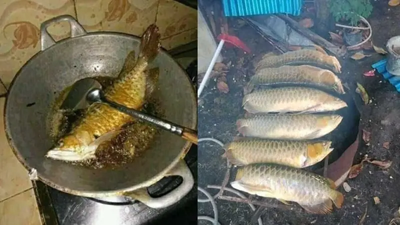 6 Momen Absurd Masak Arwana, Pencinta Ikan Hias Menangis Darah