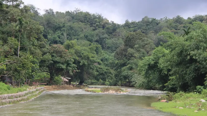 Hutan Bujang Raba Jambi