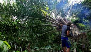 Petugas konservasi menebang pohon kelapa sawit yang ditanam secara ilegal di Taman Nasional Gunung Leuser, Aceh, Kamis (1/11). Forum Konservasi Leuser mengatakan bahwa mereka menghancurkan sekitar 2.000 hektare pohon kelapa sawit ilegal. (JANUAR/AFP)
