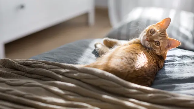 Jangan Langsung Dihukum, Ini Alasan Kucing Oren Sering Pipis di Tempat Tidur