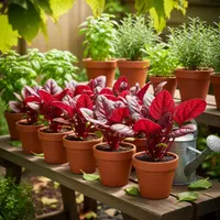 Ilustrasi Bayam Merah di Pot. (Foto: AI)