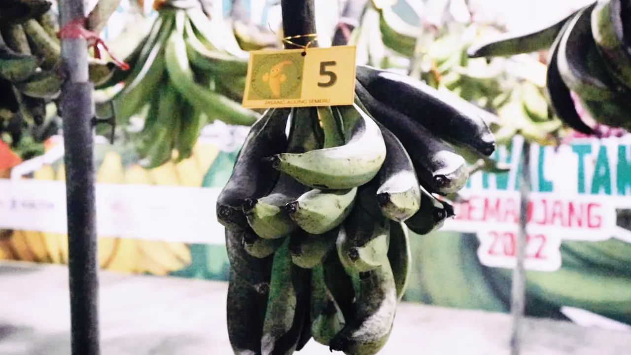 Pisang Pakak Kresek Majang terdaftar di Kemneterian Pertanian. (Istimewa)