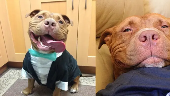 Photo: Copyright boredpanda.com