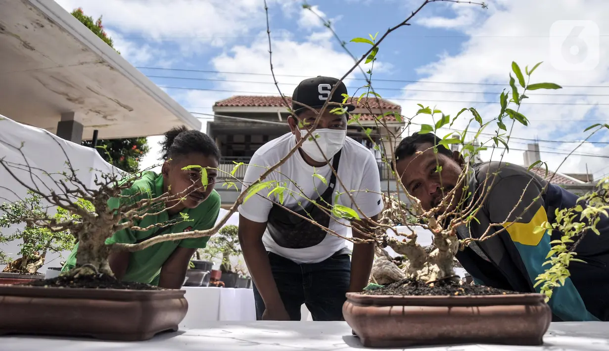 Pengunjung melihat koleksi pohon bonsai yang dipamerkan dalam acara Jengbreng BSC di kawasan Sawangan, Depok, Jawa Barat, Minggu (6/3/2022). Pameran tersebut diikuti oleh 200 peserta dari Jabodetabek. (merdeka.com/Iqbal S. Nugroho)