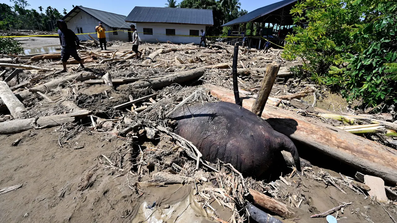 Tidak Hanya Manusia, Gajah Pun Jadi Korban Bencana Banjir Aceh