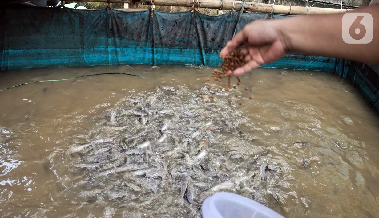 Devti (33) memberi pakan di kolam budi daya ikan Samawa Fish, Pondok Kelapa, Jakarta, Selasa (15/2/2022). Dengan bermodalkan sebuah kolam, kini Samawa Fish telah berkembang menjadi 11 kolam berisi ikan nila, lele, mas, bawal, patin, hingga gurame. (merdeka.com/Iqbal S. Nugroho)