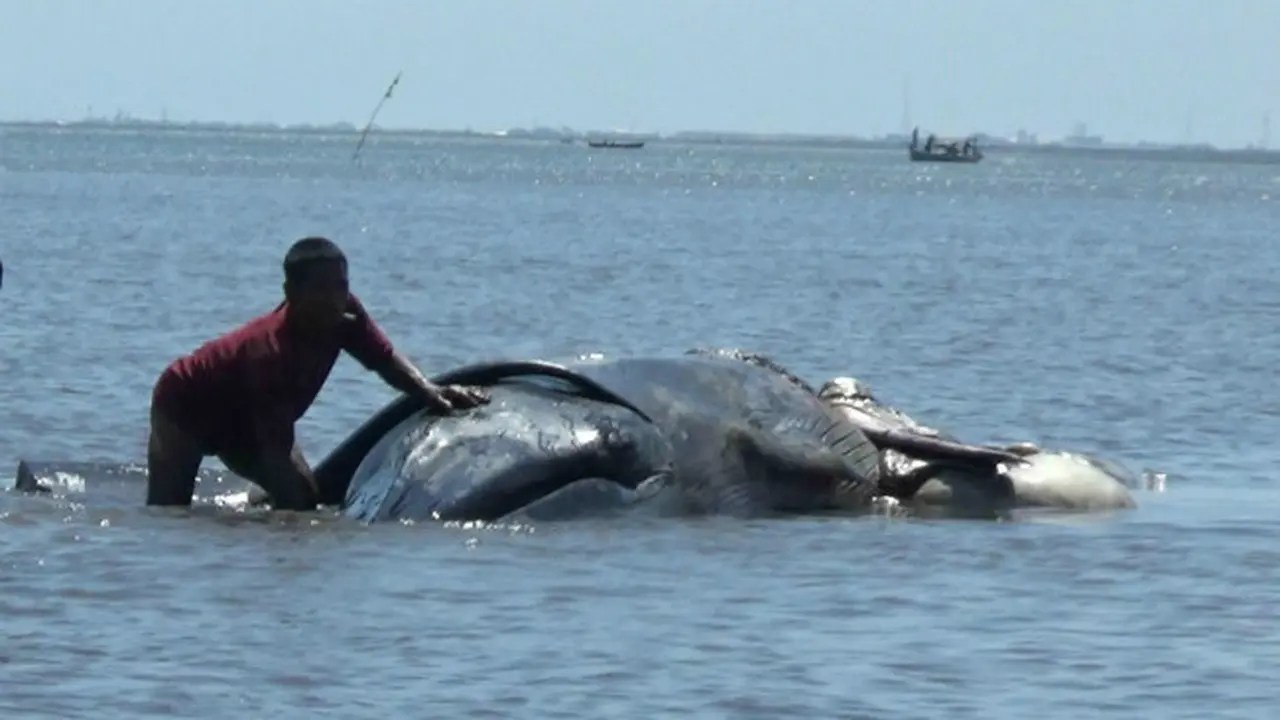 Paus Mati di Pesisir Pantai Tonga Probolinggo