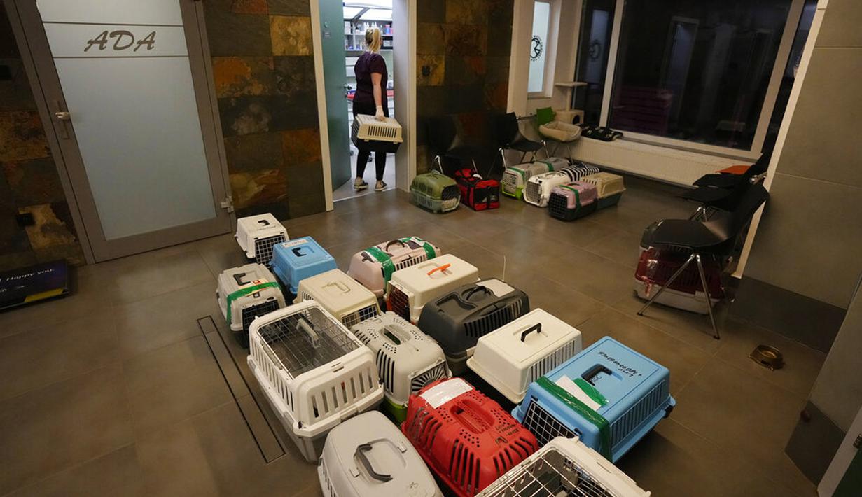 Dokter dan relawan merawat anjing dan kucing yang tiba dari Ukraina di Przemysl, Polandia, Selasa (8/3/2022). Begitu tiba di Polandia, hewan-hewan itu akan dikarantina karena banyak yang perlu divaksinasi, didaftarkan, dan beberapa dirawat karena luka dan dehidrasi. (AP Photo/Czarek Sokolowski)