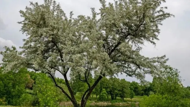 Pohon Willow