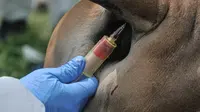 Menengok Peran Penting Badan Karantina Indonesia Bentukan Jokowi