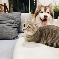 Ilustrasi anjing dan kucing (Dok.Unsplash/ Tran Mau Tri Tam)