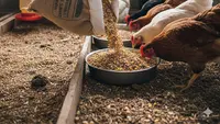 7 Pakan Ternak Ayam Tanpa Modal yang Mudah Didapat, Hemat Biaya untuk Peternak Pemula