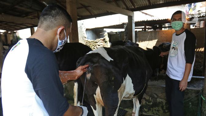Petugas menyuntik sperma ke sapi di kawasan Pengadegan, Jakarta, Sabtu (14/11/2020). Dinas KPKP DKI meningkatkan produksi ternak sapi dan kerbau melalui metode Inseminasi Buatan atau kawin suntik, pemeriksaan kebuntingan dan penanganan ganggunan reproduksi. (Liputan6.com/Herman Zakharia)
