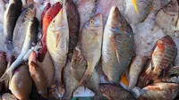 Cara Mudah Menghilangkan Lendir Ikan dengan Tepung Terigu, Tanpa Jeruk Nipis