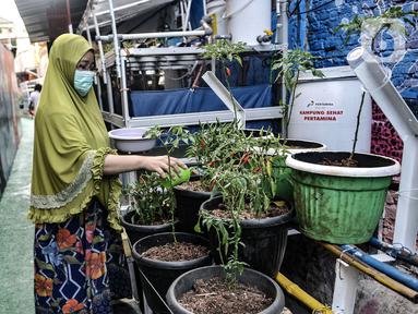 Warga mengenakan masker saat melakukan perawatan tanaman di Kampung Sehat, Utan Kayu Selatan, Jakarta, Rabu (11/11/2020). Gang yang berada di RT 001 RW 006 Utan Kayu Selatan tersebut disulap oleh warga setempat menjadi Kampung Sehat. (merdeka.com/Iqbal S. Nugroho)