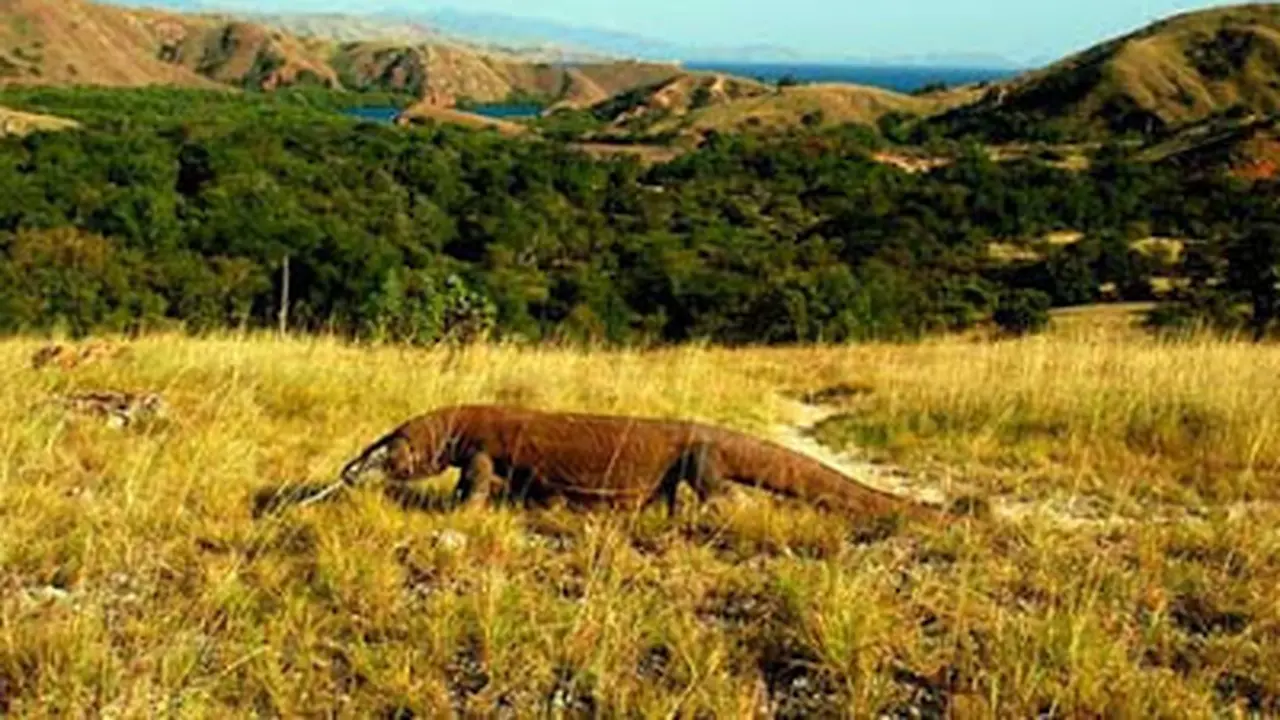 Keindahan Pulau Komodo Jadi Trending Topic Twitter