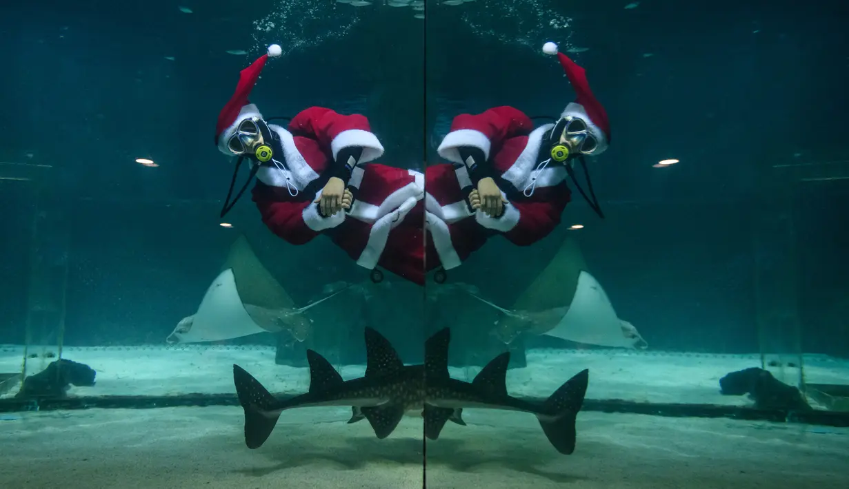 Penyelam berpakaian Sinterklas bermain bersama ikan saat tampil dalam pertunjukan bawah laut bertema Natal di Akuarium COEX, Seoul, Korea Selatan, Jumat (7/12). (Ed JONES/AFP)