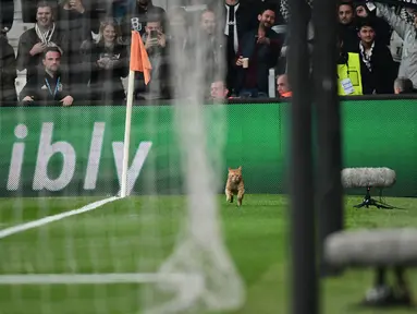 Seekor kucing masuk ke lapangan dan menginterupsi laga antara Besiktas kontra Bayern Munchen pada leg kedua 16 besar Liga Champions di Stadion Vodafone, Kamis (15/3). Kucing itu  sempat mengganggu jalannya pertandingan pada menit ke-50. (OZAN KOSE/AFP)
