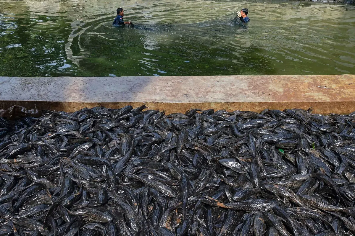 3 Ton Ikan Sapu-Sapu Terjaring dalam Operasi di Setu Babakan Jagakarsa