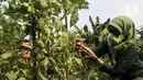 Warga memanen hasil pertanian di Susia Garden, Kalibata, Jakarta, Sabtu (12/2/2022). Di tempat ini warga bisa memanen langsung dan membeli hasil pertanian dari kebun tersebut. (Liputan6.com/Johan Tallo)