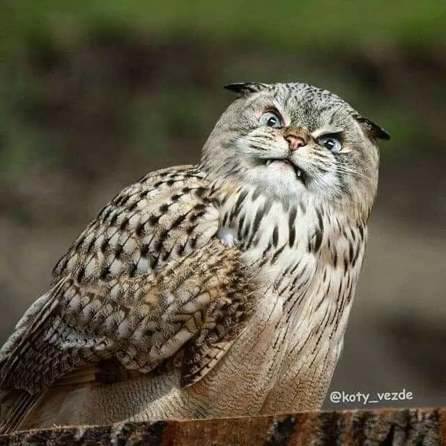 6 Editan Foto Kucing Campuran Burung Ini Nyeleneh, Bikin Bingung