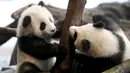 Panda kembar Meng Yuan dan Meng Xiang bermain dalam kandang mereka di Berlin Zoo, Berlin, Jerman, Rabu (29/1/2020). Meng Yuan dan Meng Xiang siap debut resmi mereka kepada publik pada hari Kamis. (AP Photo/Michael Sohn)