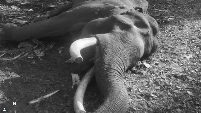 Gajah Indro Mati di TN Tesso Nilo, Tim Flying Squad Tersisa 5 Ekor