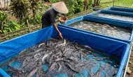 8 Cara Membuat Kolam Lele dari Terpal Tanpa Cor, Sebuah Panduan Budidaya Praktis hanya dari Rumah