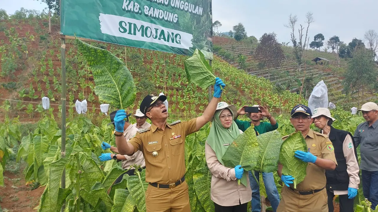 tembakau varietas kayangan, simojang  dan himar