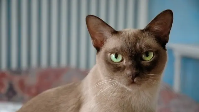Kucing Burmese