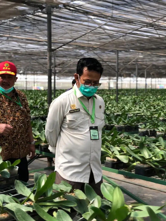 Potensi Ekspor Anggrek Besar Mentan Dorong Perusahaan Eka Karya Flora