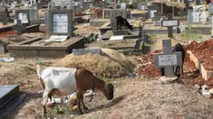 Kambing mencari makan di sekitar TPU Menteng Pulo, Jakarta, Selasa (9/10). Semakin berkurangnya lahan hijau menyebabkan peternak di Ibukota menggembalakan kambing tidak pada tempatnya. (Liputan6.com/Immanuel Antonius)