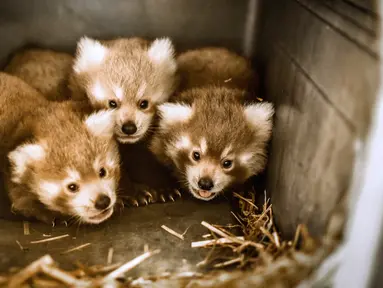 Kebun Binatang Virginia di Norfolk mengumumkan kelahiran panda merah kembar tiga pada 19 Agustus 2019. Dua bayi jantan dan satu betina tersebut lahir pada 18 Juni lalu. (The Virginia Zoo via AP)