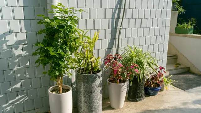 Jenis-Jenis Pot Tanaman di Rumah