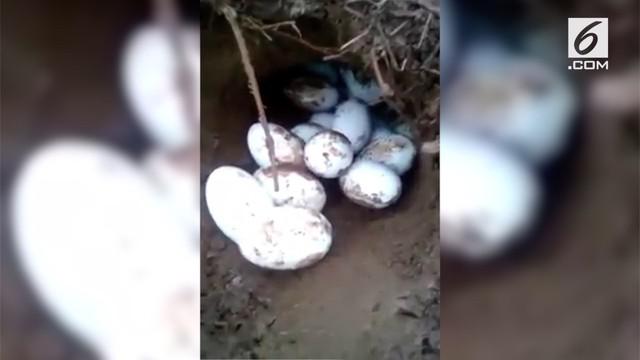 Emak-emak di bantaran Sungai Kapuas, Kalimantan Tengah, heboh temukan sarang telur buaya.