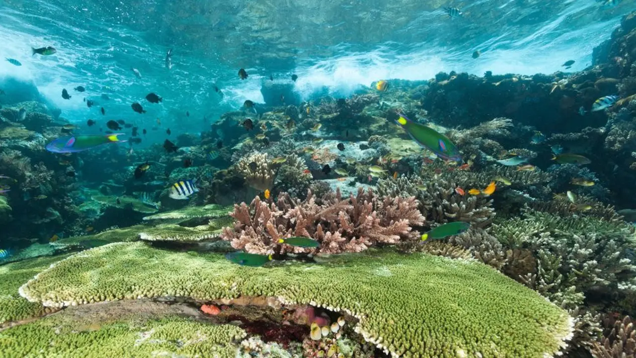 [Bintang] Nusa Tenggara