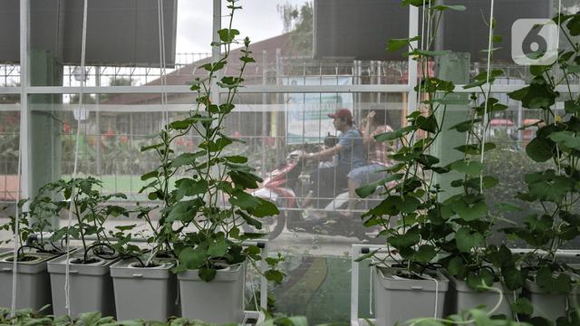 Ketahui Cara Menanam Hidroponik Sederhana di Rumah, Bercocok Tanam dengan Media Air