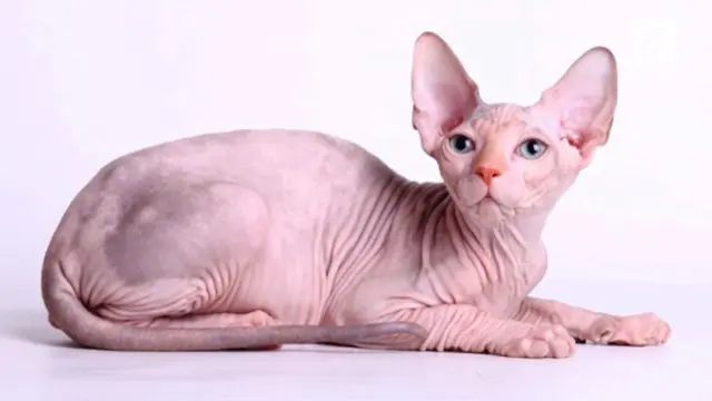 Kucing ini dijual sekitar 25 juta rupiah per ekor di Indonesia.