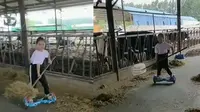 Seorang gadis kecil memberi makan sapi menggunakan hoverboard
