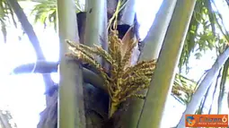 Citizen6, Trenggalek: Sekilas Pohon Kelapa ini terlihat biasa saja, tapi jika diperhatikan lagi, bunga kelapa tumbuh dua tangkai dalam satu pelepah. Pohon kelapa ini ada di Kecamatan Pule, Kabupaten Trenggalek, Jawa Timur. (Pengirim: Yusak)