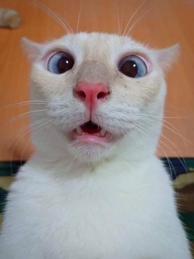 6 Potret Kucing Terlihat Kaget Ini Lucu, Bola Mata Melotot