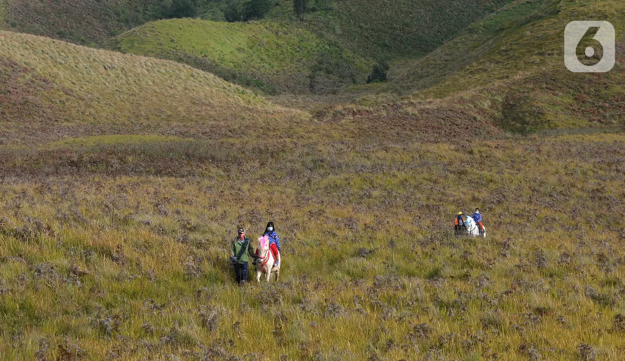 Pemilik kuda mengantarkan pengunjung berkuda di kawasan wisata Gunung Bromo, Probolinggo, Jawa Timur, Jumat (10/9/2021). Balai Besar Taman Nasional Bromo Tengger Semeru (BB-TNBTS) mulai membuka pintu masuk kawasan wisata Bromo melalui Kabupaten Probolinggo. (merdeka.com/Arie Basuki)