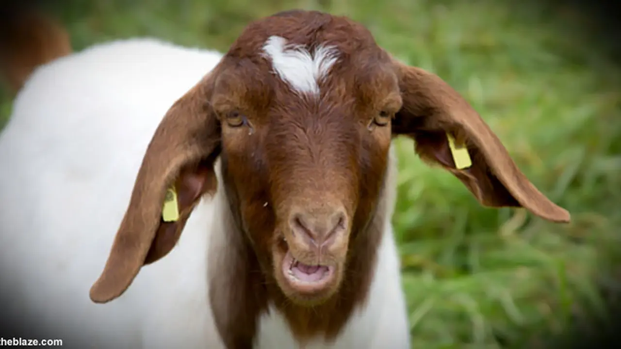 kambing130707c.jpg