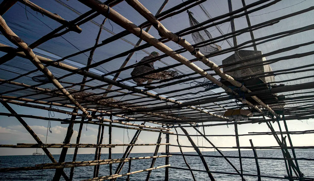 Kawasan industri yang sedang dibangun di Indonesia di pulau tropis Kalimantan telah menarik investasi baik asing maupun domestik ini merusak lingkungan di daerah tempat spesies yang terancam punah hidup dan bermigrasi. (AP Photo/Yusuf Wahil)
