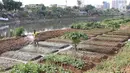 Warga menyiram sayur mayur yang ditanam di bantaran Kanal Banjir Barat, Jakarta, Jumat (5/10). Sayur mayur tersebut berupa kangkung, sawi, dan cabai. (Liputan6.com/Immanuel Antonius)
